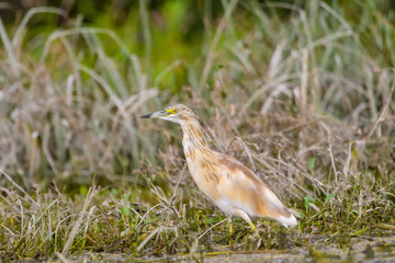 The squacco heron (Ardeola ralloides) in the Danube Delta Biosphere Reserve in Romania