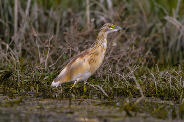The squacco heron (Ardeola ralloides) in the Danube Delta Biosphere Reserve in Romania