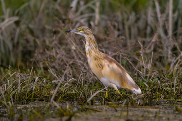 The squacco heron (Ardeola ralloides) in the Danube Delta Biosphere Reserve in Romania