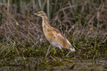 The squacco heron (Ardeola ralloides) in the Danube Delta Biosphere Reserve in Romania