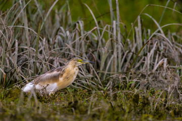 The squacco heron (Ardeola ralloides) in the Danube Delta Biosphere Reserve in Romania