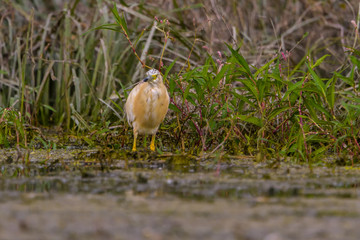 The squacco heron (Ardeola ralloides) in the Danube Delta Biosphere Reserve in Romania
