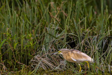 The squacco heron (Ardeola ralloides) in the Danube Delta Biosphere Reserve in Romania