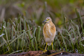 The squacco heron (Ardeola ralloides) in the Danube Delta Biosphere Reserve in Romania