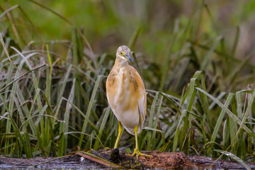 The squacco heron (Ardeola ralloides) in the Danube Delta Biosphere Reserve in Romania