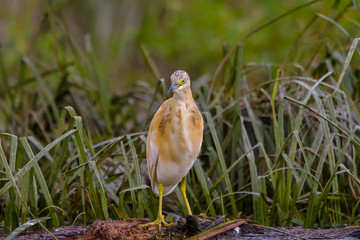 The squacco heron (Ardeola ralloides) in the Danube Delta Biosphere Reserve in Romania