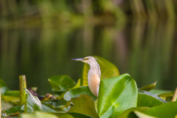 The squacco heron (Ardeola ralloides) in the Danube Delta Biosphere Reserve in Romania