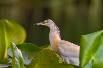 The squacco heron (Ardeola ralloides) in the Danube Delta Biosphere Reserve in Romania