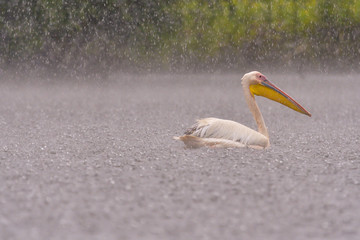 White Pelicans (Pelecanus onocrotalus) swimming in the Danube Delta in the rain