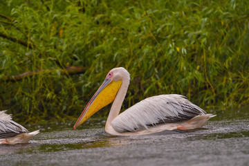 White Pelicans (Pelecanus onocrotalus) swimming in the Danube Delta in the rain
