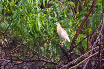 The squacco heron (Ardeola ralloides) in the Danube Delta Biosphere Reserve in Romania