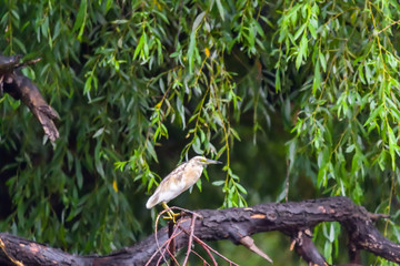 The squacco heron (Ardeola ralloides) in the Danube Delta Biosphere Reserve in Romania