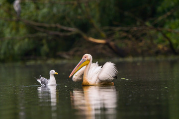 Naklejka na ściany i meble White Pelicans (Pelecanus onocrotalus) swimming in the Danube Delta after rain