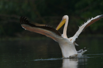 White Pelicans (Pelecanus onocrotalus) swimming in the Danube Delta after rain