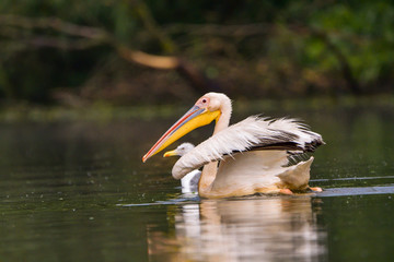 White Pelicans (Pelecanus onocrotalus) swimming in the Danube Delta after rain