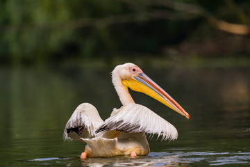 White Pelicans (Pelecanus onocrotalus) swimming in the Danube Delta after rain