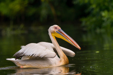 White Pelicans (Pelecanus onocrotalus) swimming in the Danube Delta after rain