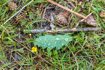 Oak leaf with dew drops on the grass.