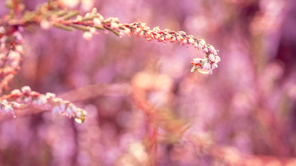 Heide in Posbank im Morgengrauen mit Nebel