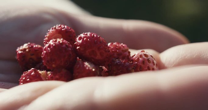 Handful of wild strawberries held by a young woman hand fingers picked hiking on a late summer early fall or autumn hike macro extreme close up slowmotion