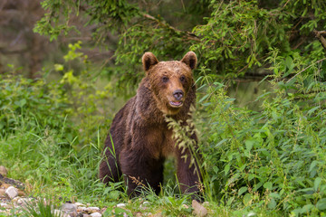 Fototapeta premium European Brown Bear (Ursus arctos arctos) in natural habitat. Romania