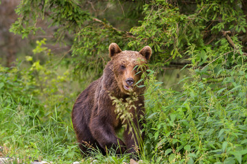 Fototapeta premium European Brown Bear (Ursus arctos arctos) in natural habitat. Romania