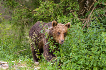 Fototapeta premium European Brown Bear (Ursus arctos arctos) in natural habitat. Romania