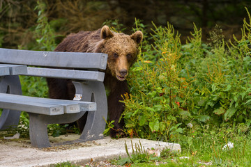 European Brown Bear (Ursus arctos arctos) in natural habitat. Romania