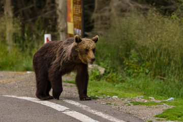 Plakat European Brown Bear (Ursus arctos arctos) in natural habitat. Romania