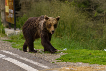 Obraz na płótnie Canvas European Brown Bear (Ursus arctos arctos) in natural habitat. Romania