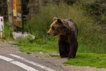 European Brown Bear (Ursus arctos arctos) in natural habitat. Romania