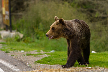 Fototapeta premium European Brown Bear (Ursus arctos arctos) in natural habitat. Romania