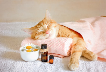 Fototapeta Sleeping cat on a massage towel. Also in the foreground is a bottles of aromatic oil  and chamomile flowers. Concept: massage, aromatherapy, body care. obraz