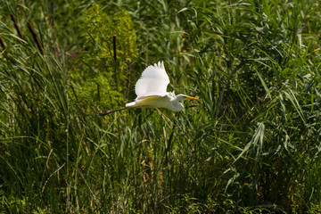 Great Egret (Ardea alba) Common Egret in the Danube Delta, Romania