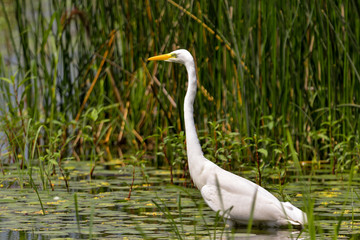 Great Egret (Ardea alba) Common Egret in the Danube Delta, Romania