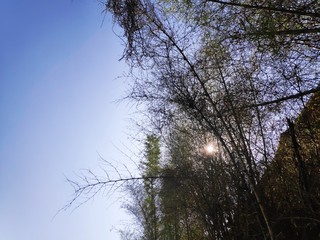 trees in the sky