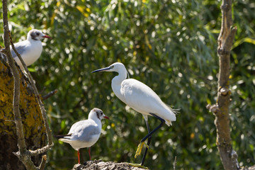 Little egret (egretta garzetta) in the Danube Delta, Romania