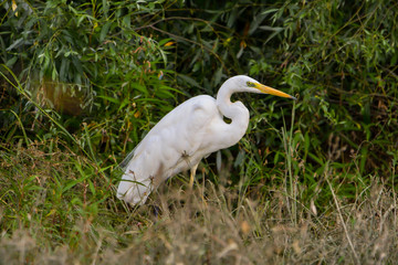 Fototapeta premium Great Egret (Ardea alba) Common Egret in the Danube Delta, Romania