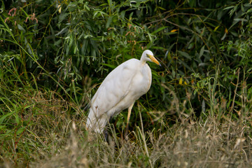 Great Egret (Ardea alba) Common Egret in the Danube Delta, Romania