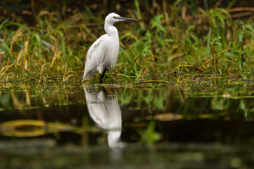 Little egret (egretta garzetta) in the Danube Delta, Romania