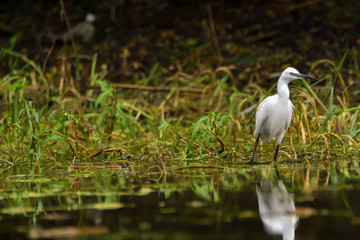 Little egret (egretta garzetta) in the Danube Delta, Romania