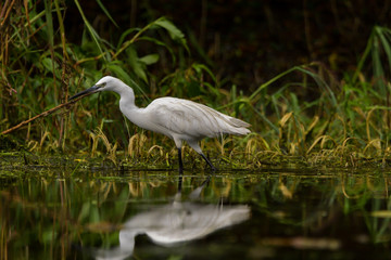 Little egret (egretta garzetta) in the Danube Delta, Romania
