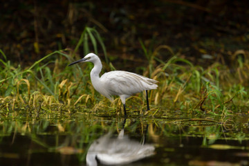 Little egret (egretta garzetta) in the Danube Delta, Romania