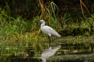 Little egret (egretta garzetta) in the Danube Delta, Romania