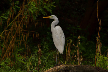 Great Egret (Ardea alba) Common Egret in the Danube Delta, Romania