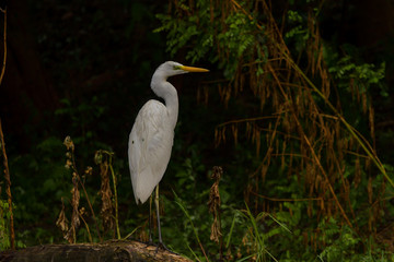 Great Egret (Ardea alba) Common Egret in the Danube Delta, Romania