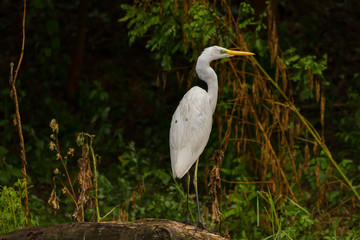 Great Egret (Ardea alba) Common Egret in the Danube Delta, Romania