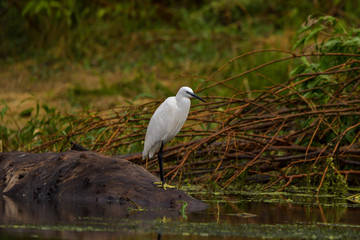 Little egret (egretta garzetta) in the Danube Delta, Romania