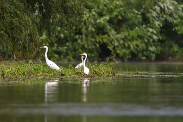 Great Egret (Ardea alba) Common Egret in the Danube Delta, Romania