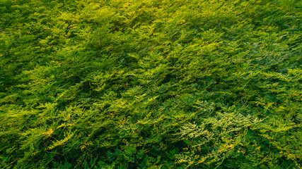 Drone view of Indian forest